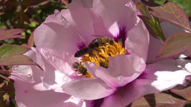 蜂蜜蜜蜂粉红色的花树牡丹收集蜂蜜花粉